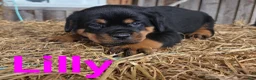 Rottweiler dogs for sale: Lilly - Ad 1