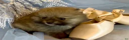 Pomeranian dogs for sale: Tiramisu - Ad 5