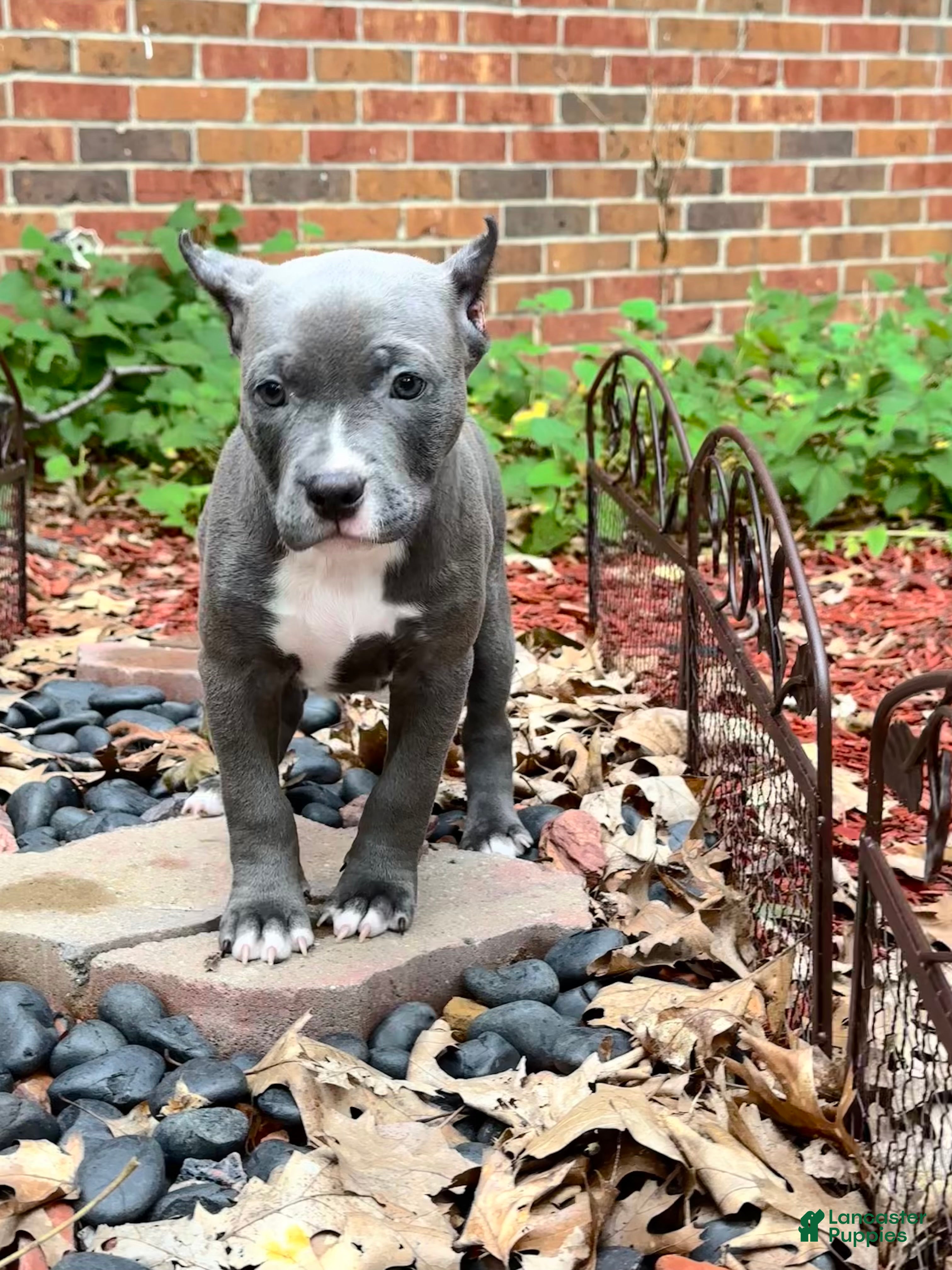 American Bully dogs Star, blue female w/ white snip - Ad 2