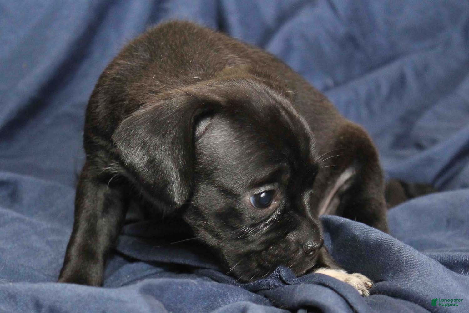 Puggle dogs for sale: Dahlia - Ad 2