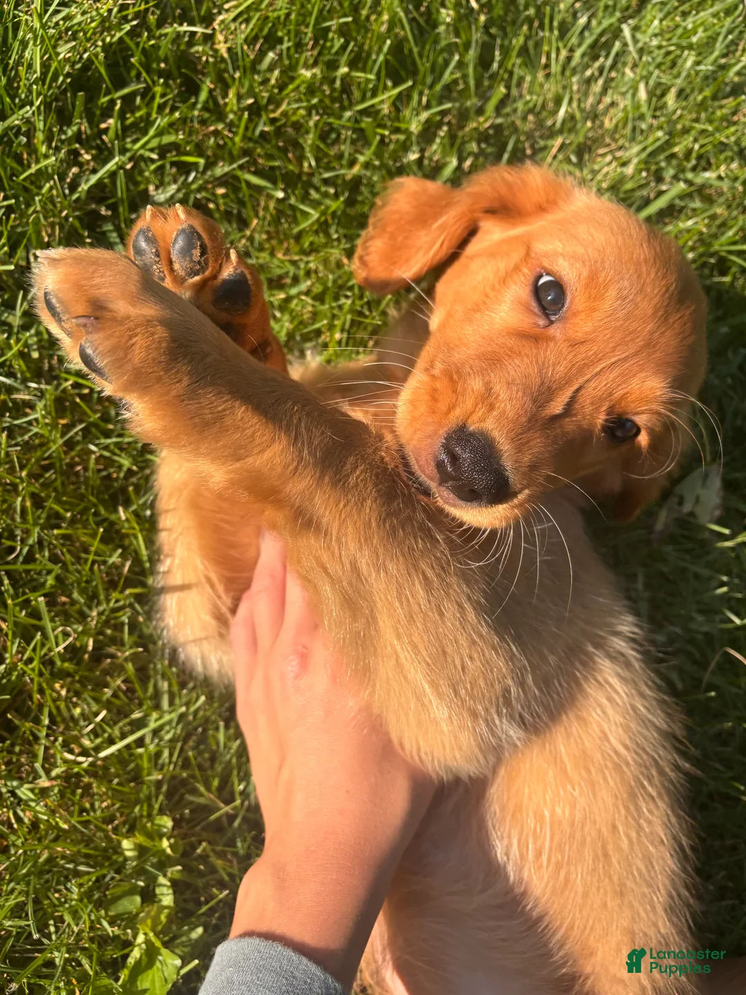 Golden Retriever dogs for sale: Lottie  - Ad 2