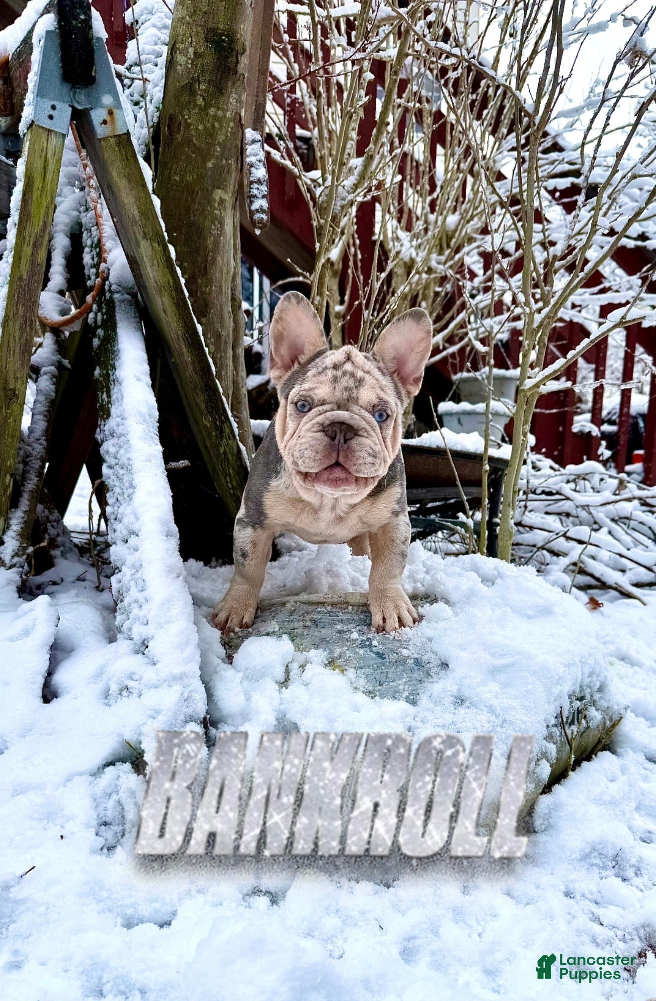 French Bulldog dogs Bank Roll - Ad 41