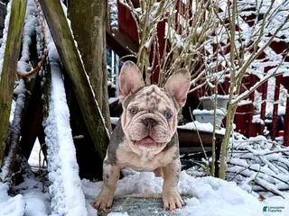 French Bulldog dogs Bank Roll - Ad 41