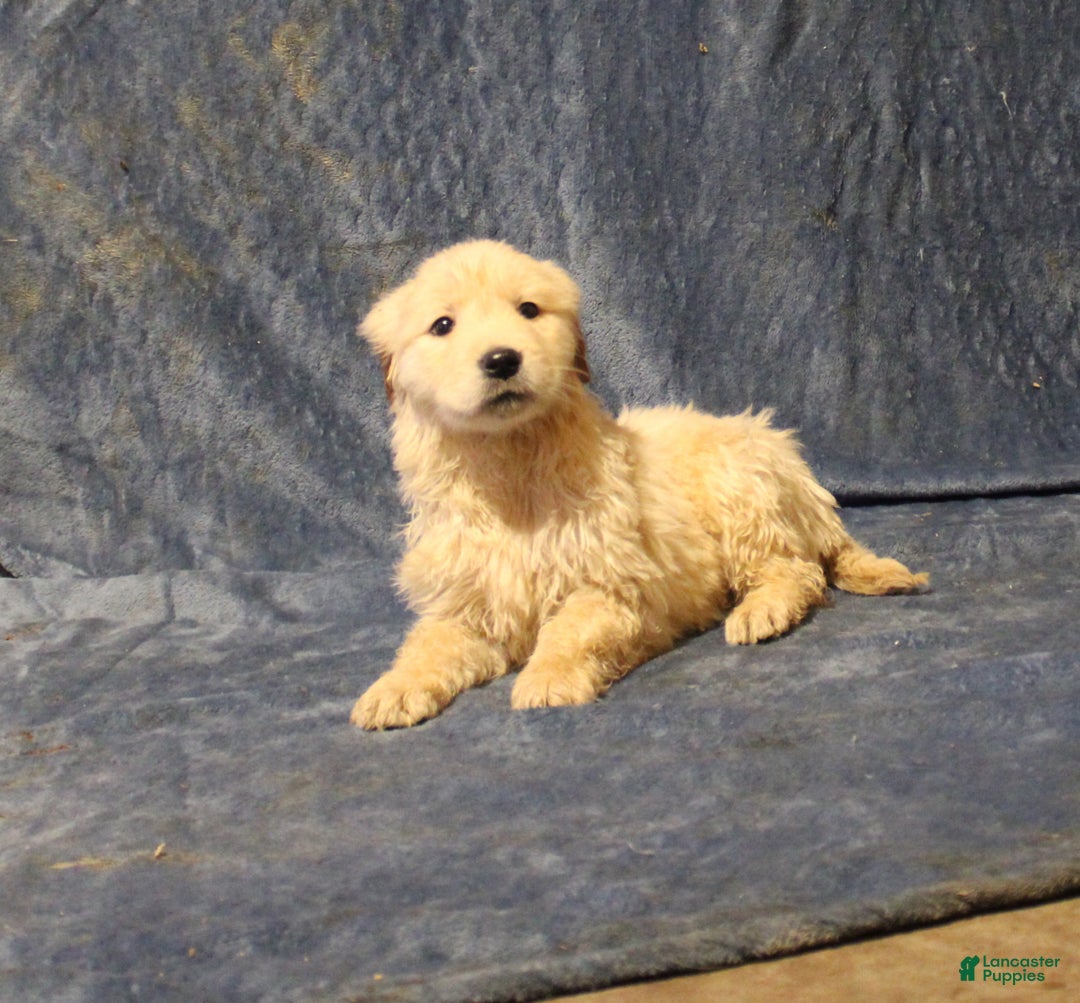 Golden Retriever dogs for sale: Candy - Ad 2