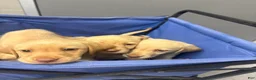 Labrador Retriever dogs for sale: Labrador Retriever 5 - Ad 6
