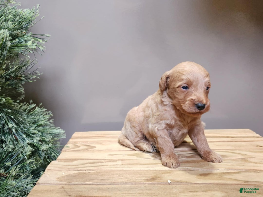 Mini Goldendoodle dogs for sale: Reno - Ad 6