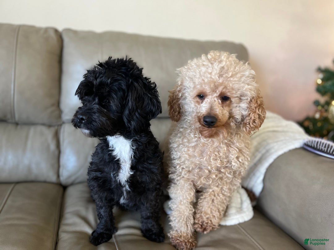 Yorkiepoo dogs for sale: Coco - Ad 9