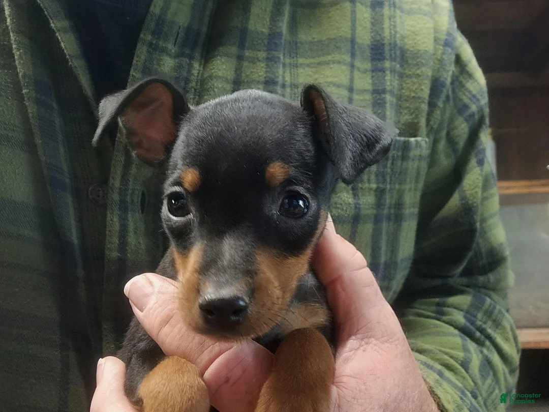 Miniature Pinscher dogs for sale: Benny - Ad 4