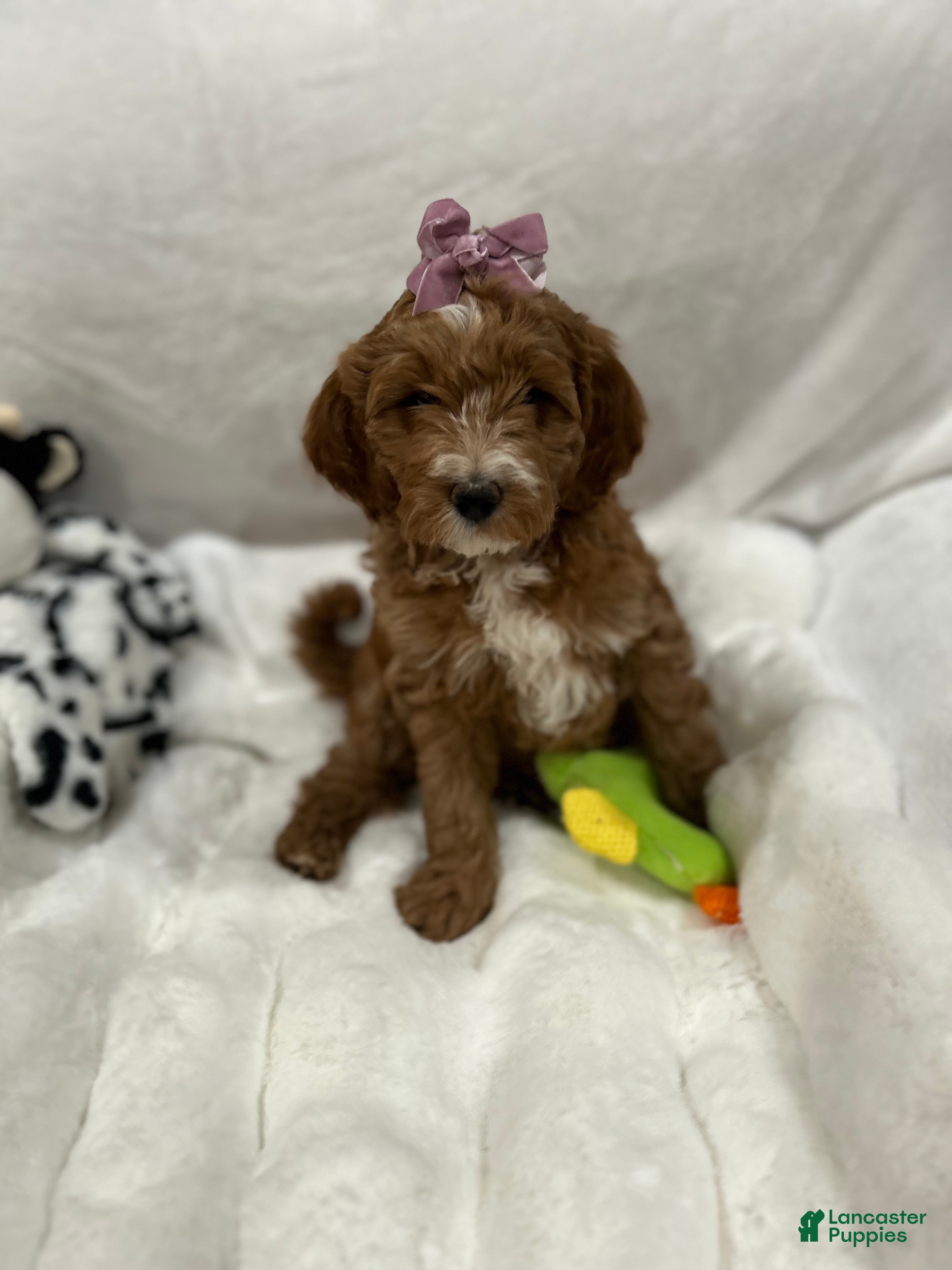 Mini Goldendoodle dogs Petite Juliette Mini Goldendoodle Puppy 4 - Ad 2