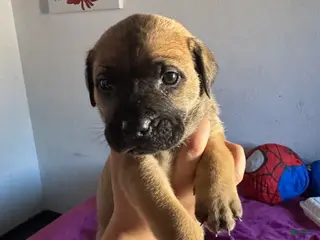 Mixed Breed dogs Mixed Breed Puppy 3 - Ad 14