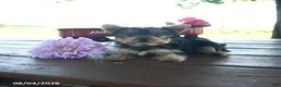 Yorkshire Terrier dogs for sale: Tanjo - Ad 9