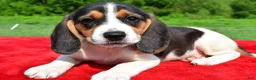 Beagle dogs for sale: Hazel - Ad 2