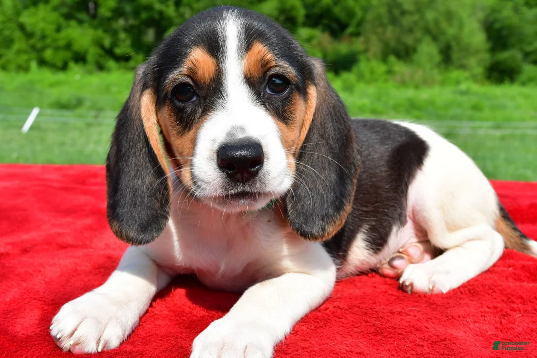 Beagle dogs for sale: Hazel - Ad 2