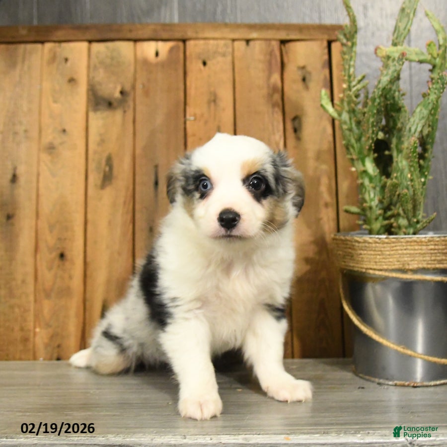 Miniature Australian Shepherd dogs Rover - Ad 2