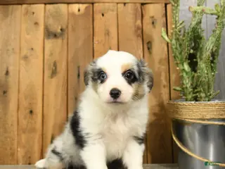 Miniature Australian Shepherd dogs for sale: Rover - Ad 4