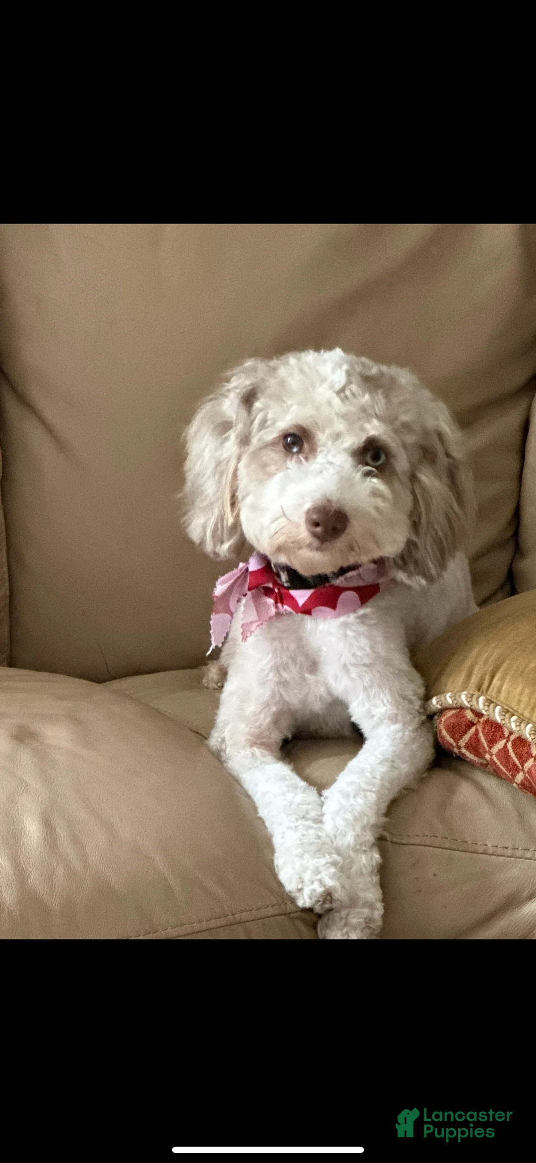 Mixed Breed dogs for sale: Mixed Breed 4 - Ad 2