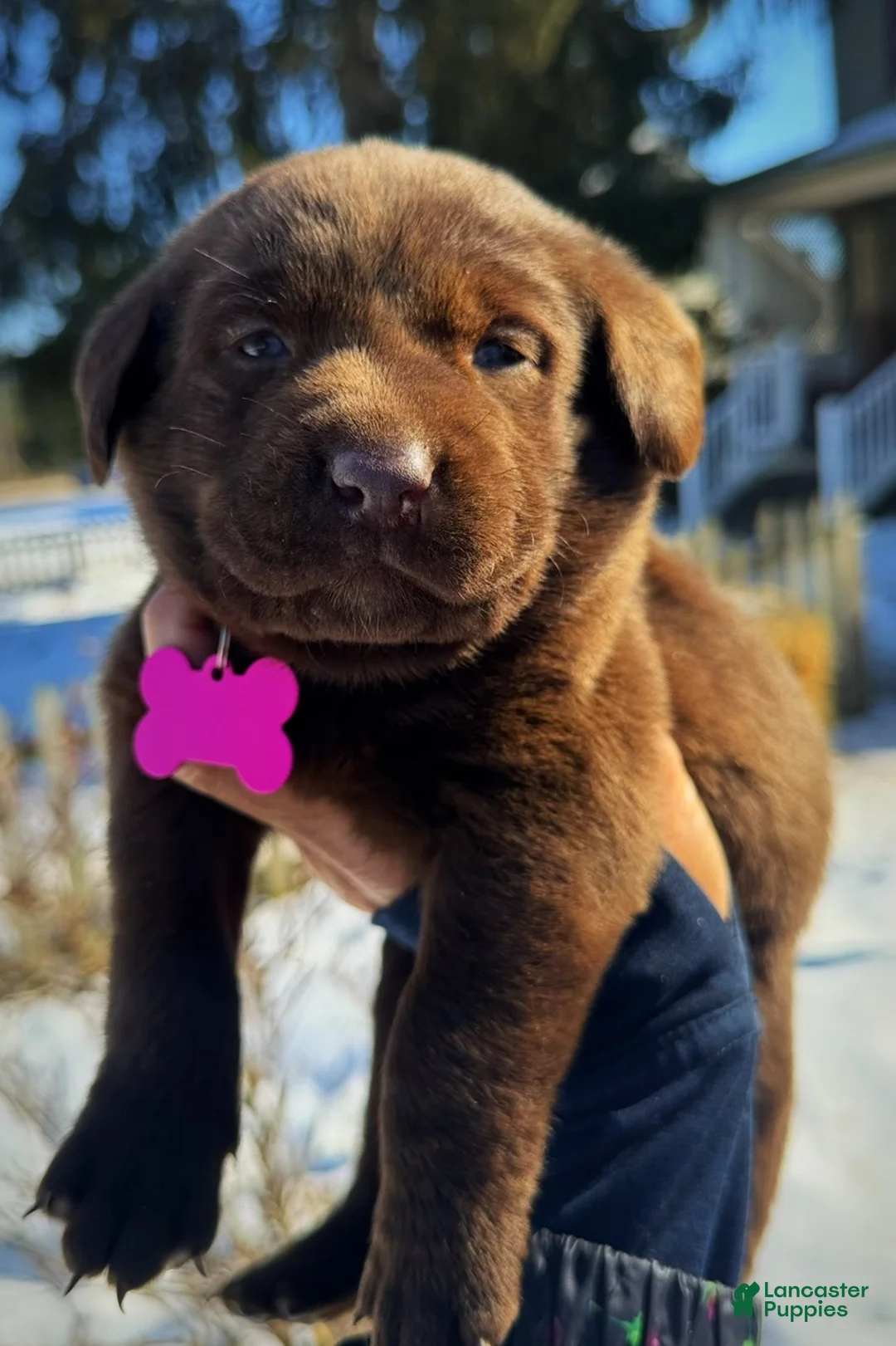 Labrador Retriever dogs for sale: georgann  - Ad 6