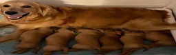 Golden Retriever dogs for sale: Orange  - Ad 8