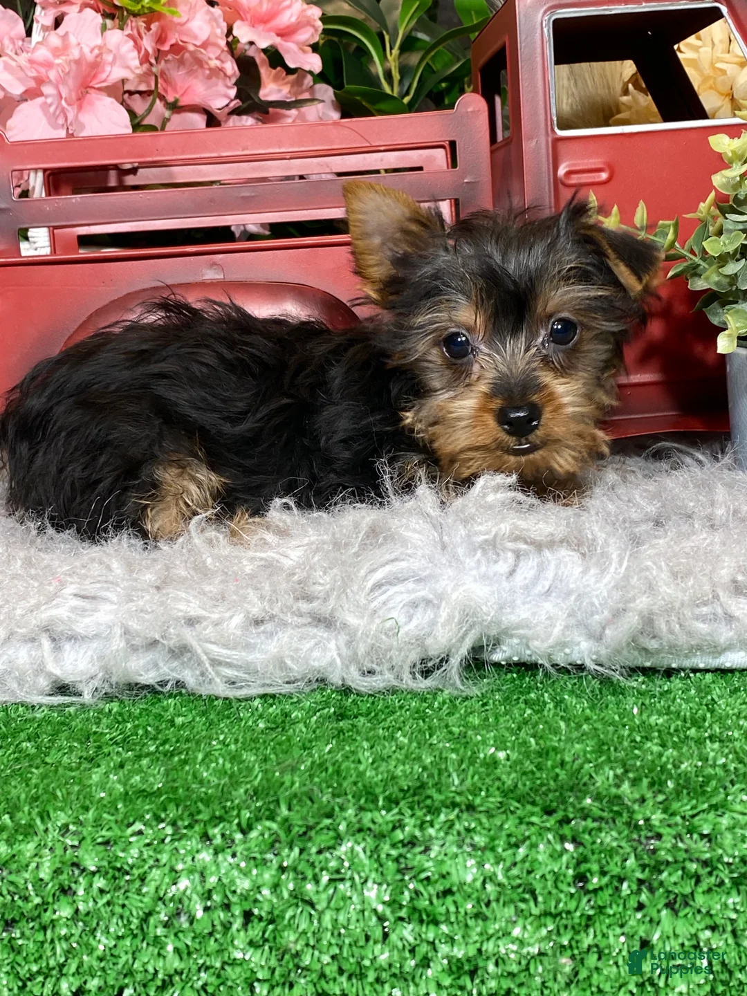 Yorkshire Terrier dogs for sale: Yuri - Ad 2