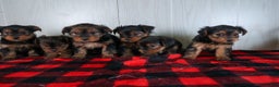 Yorkshire Terrier dogs for sale: CODY - Ad 28
