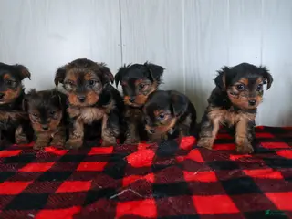 Yorkshire Terrier dogs CHARLIE - Ad 16