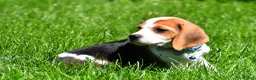 Beagle dogs for sale: Biscuit - Ad 4