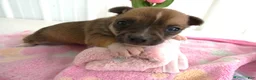 Chihuahua dogs for sale: Chihuahua Puppy 1 Mars - Ad 2