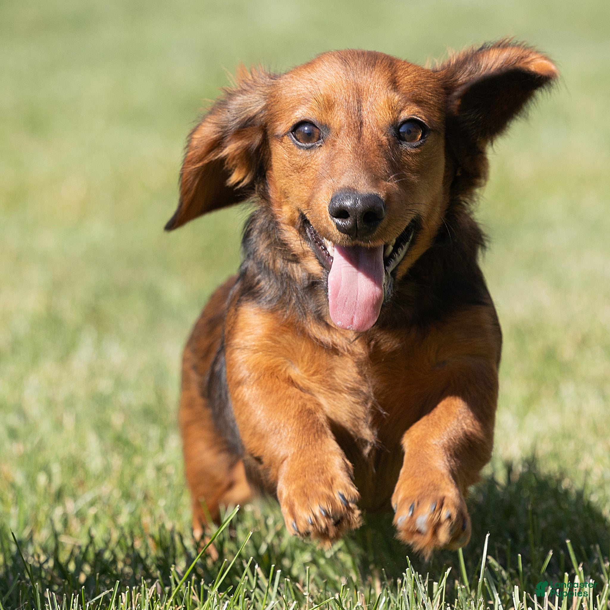 Miniature Dachshund dogs for sale: Marie Miniature Dachshund  - Ad 1