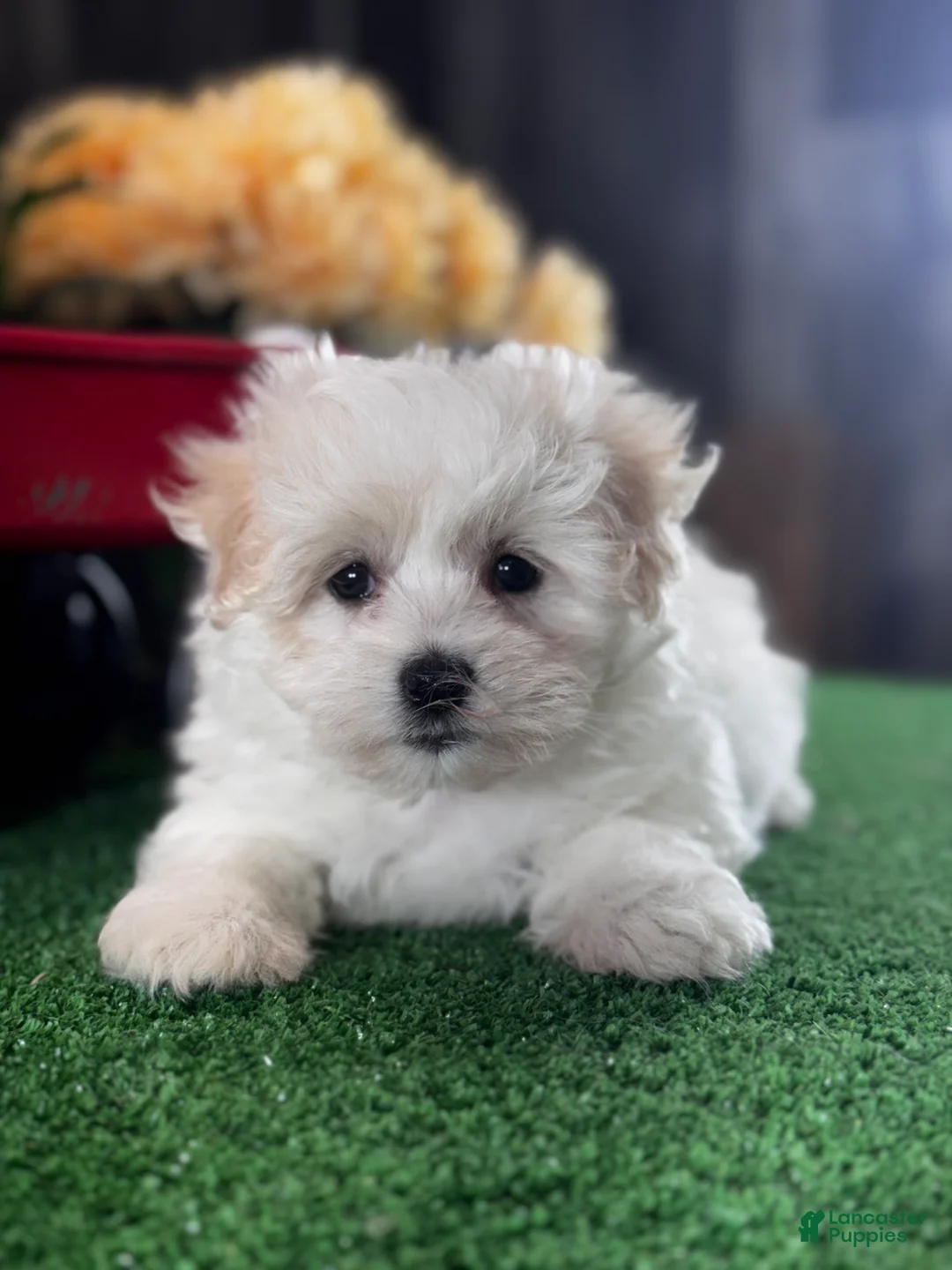 Mixed Breed dogs for sale: Lila - Ad 5