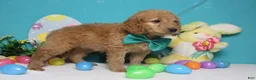 Goldendoodle dogs for sale: Dew - Ad 8