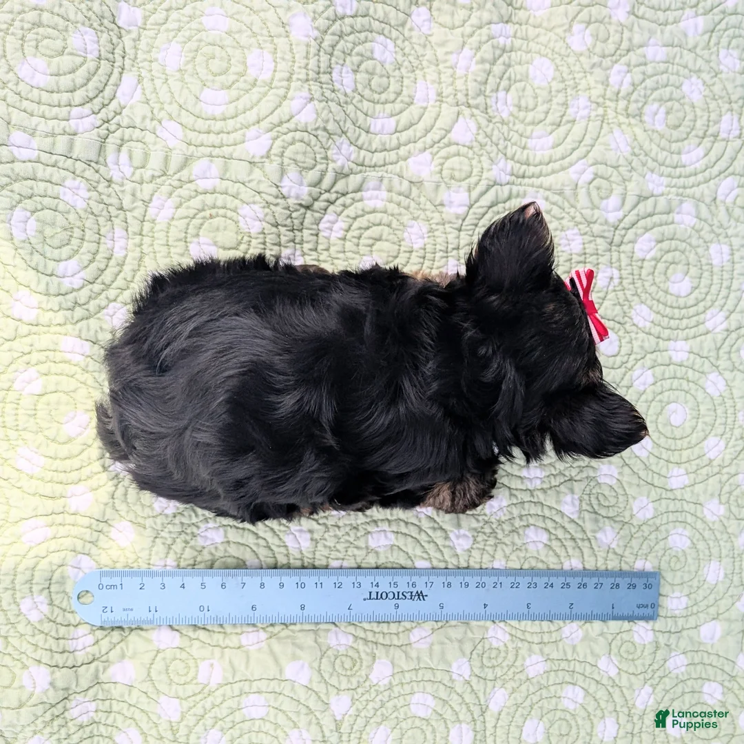 Yorkshire Terrier dogs for sale: Dumplin - Ad 11