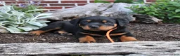 Rottweiler dogs for sale: Blossom - Ad 2