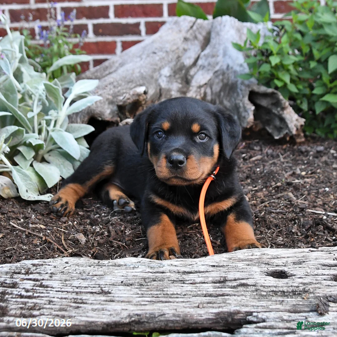 Rottweiler dogs for sale: Blossom - Ad 2
