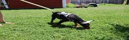 Doberman Pinscher dogs for sale: White - Ad 12