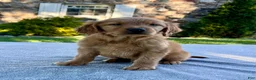 Golden Retriever dogs for sale: Link - Ad 3