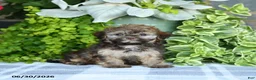 Havapoo dogs for sale: Megan - Ad 4