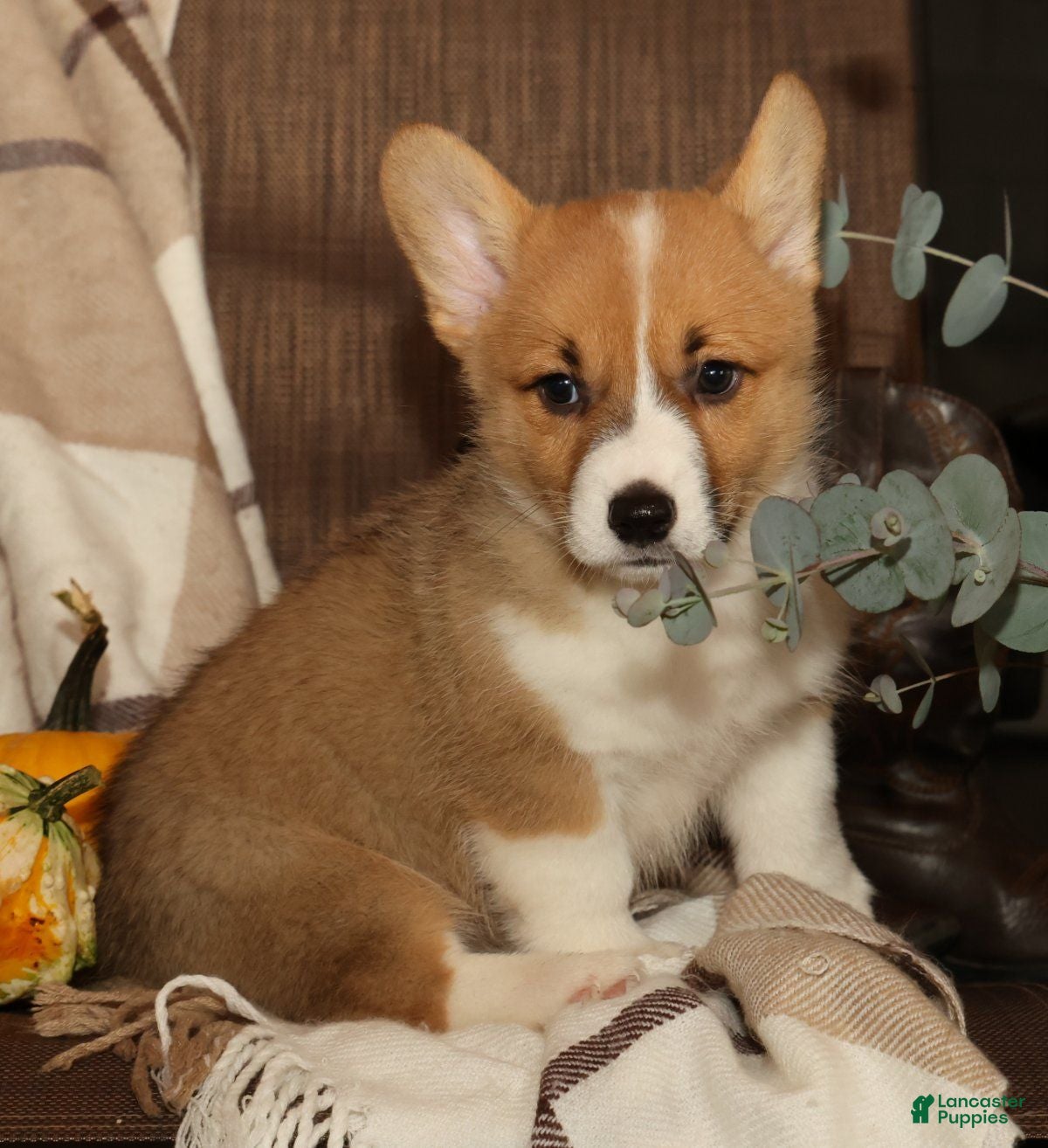 Welsh Corgi Pembroke dogs Oscar - Ad 2