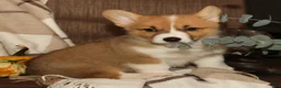Welsh Corgi Pembroke dogs for sale: Oscar - Ad 2