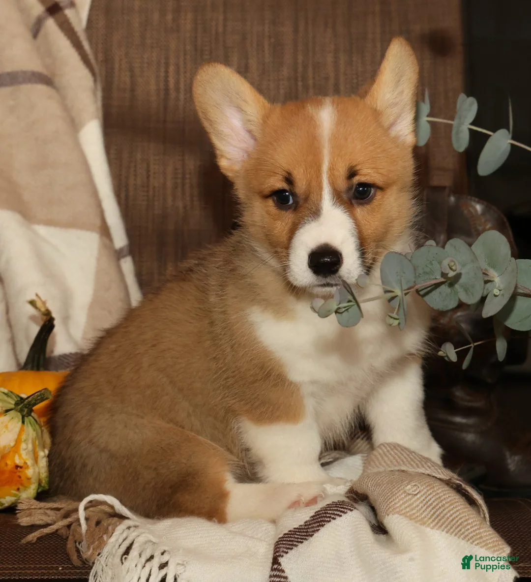 Welsh Corgi Pembroke dogs for sale: Oscar - Ad 2