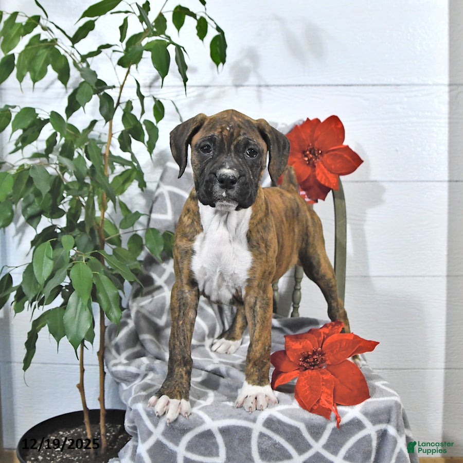 Boxer dogs Juniper - Ad 27