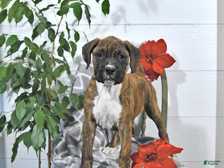 Boxer dogs Juniper - Ad 5