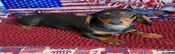 Dachshund dogs for sale: Lance - Ad 2