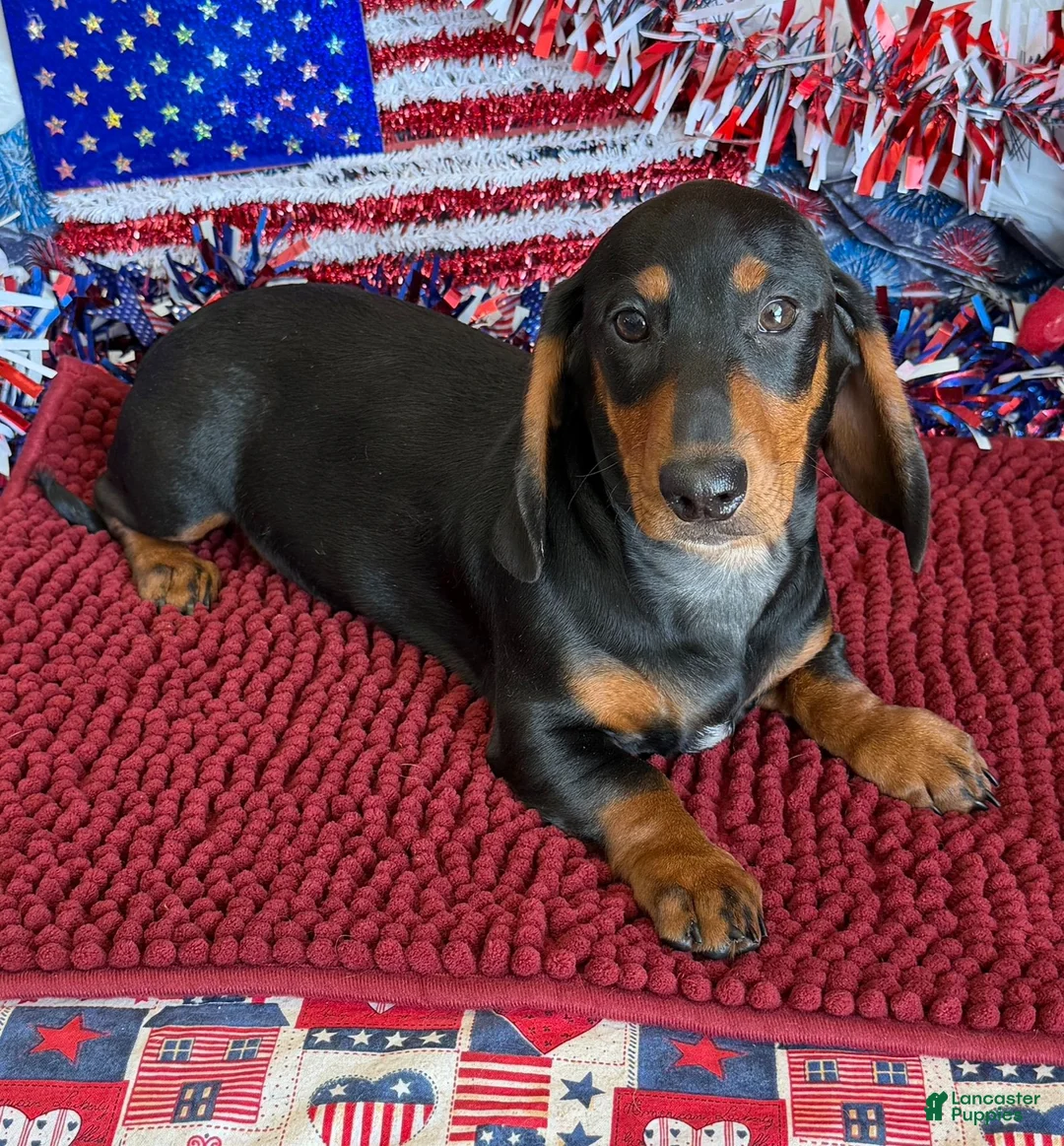 Dachshund dogs for sale: Lance - Ad 2