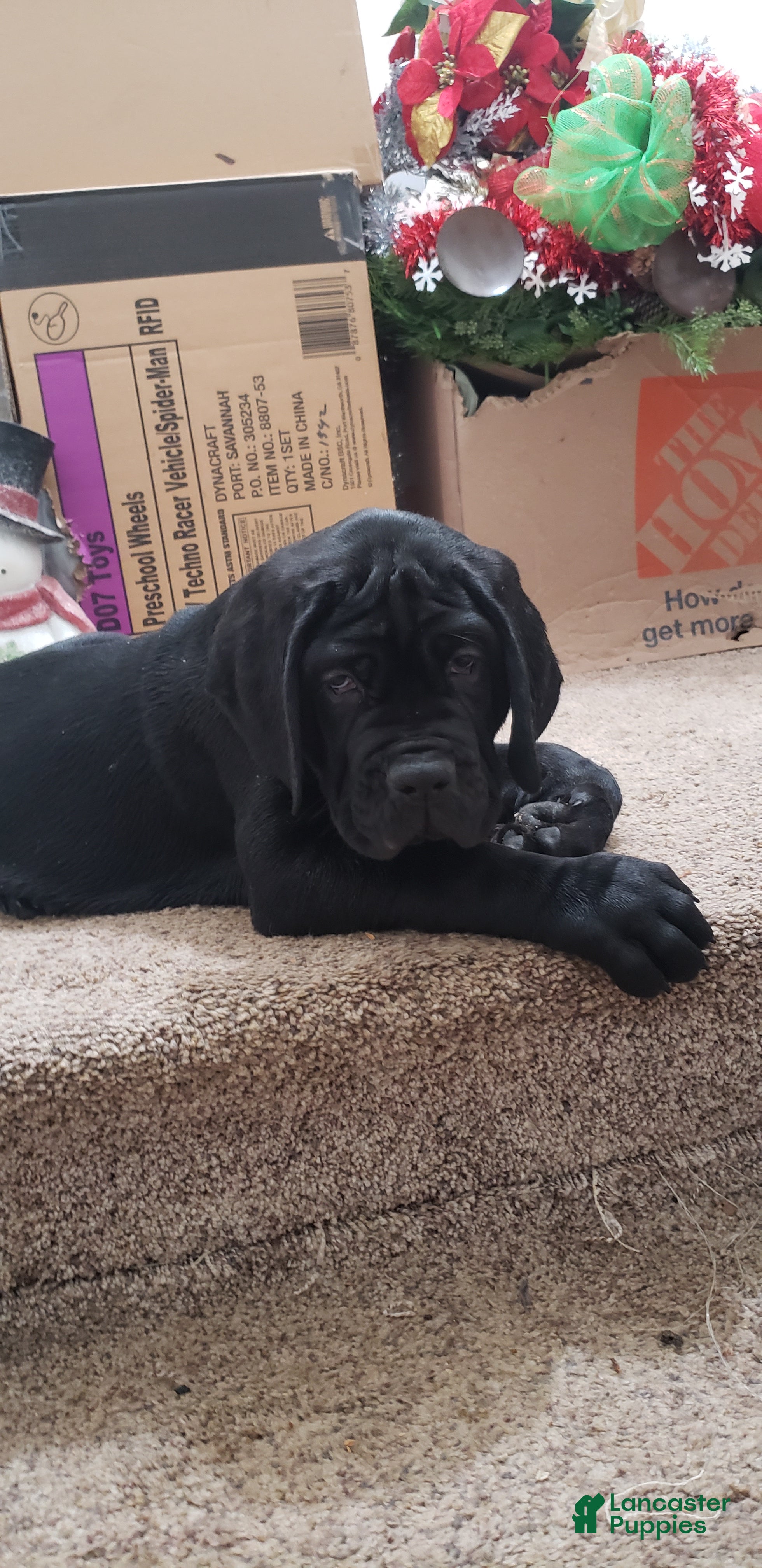 Cane Corso dogs Cane Corso Puppy 3 - Ad 14