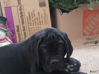 Cane Corso dogs Cane Corso Puppy 3 - Ad 14