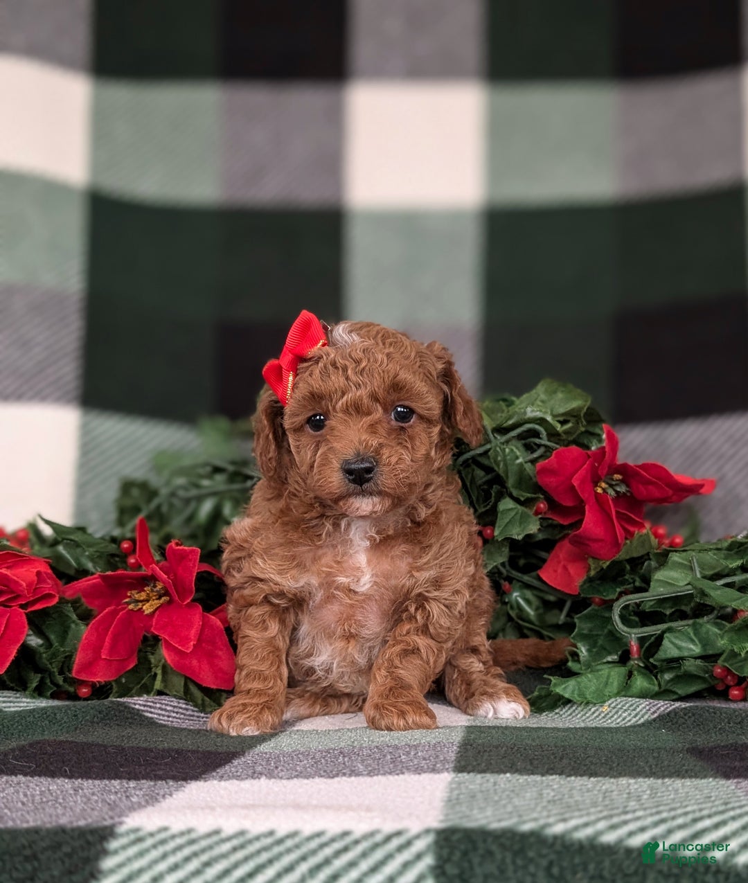 Toy Poodle dogs for sale: Brooklyn  - Ad 2
