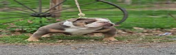Olde English Bulldogge dogs for sale: Olde English Bulldogge Puppy 1 - Ad 11