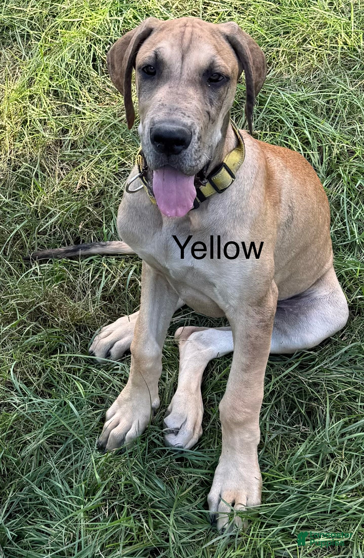 Great Dane dogs Yellow - Ad 20