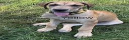Great Dane dogs for sale: Yellow - Ad 1