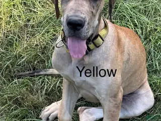 Great Dane dogs Yellow - Ad 20